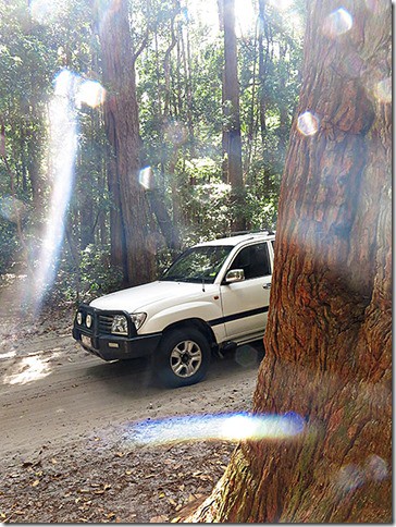 Forest-Drive-Fraser-Island