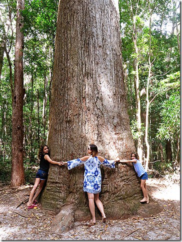 Forest-Fraser-Island