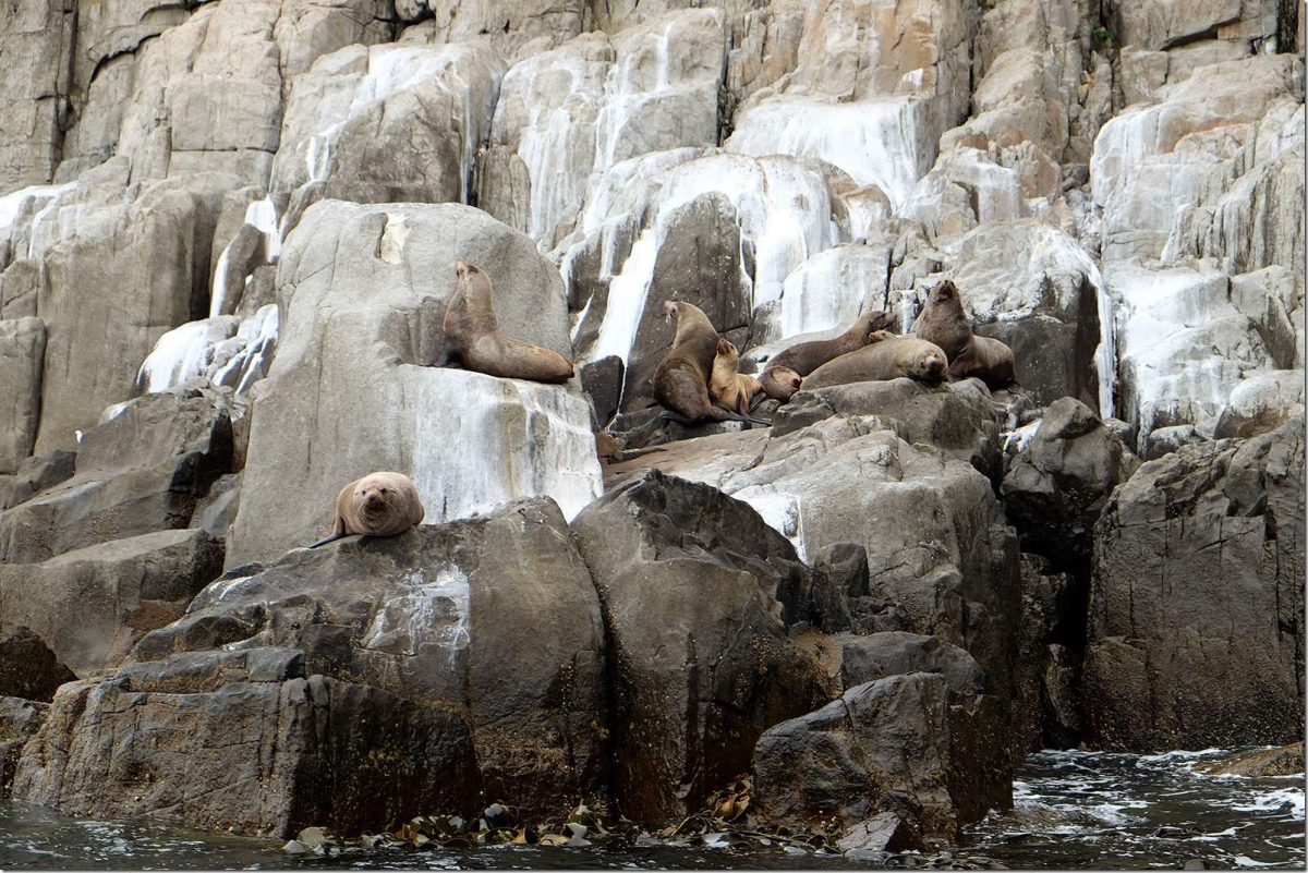 Pennicott-Wilderness-Journeys-Seals