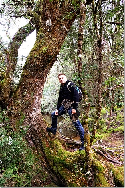 Enchanted Walk - Cradle Mountain Short Walks