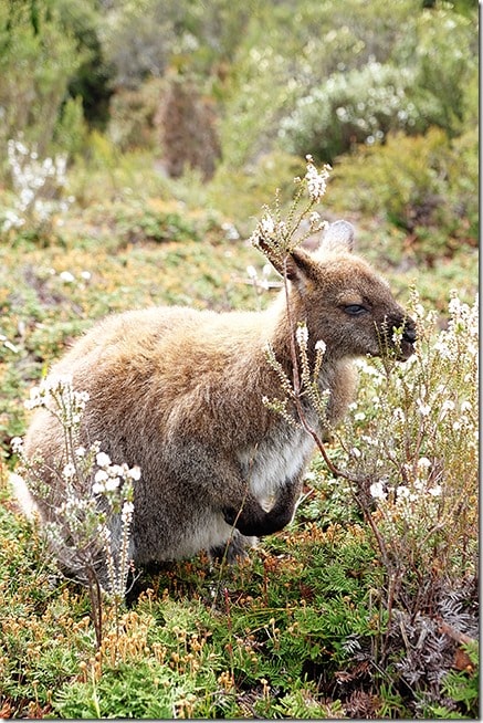 Enchanted Walk - Things to do in Cradle Mountain