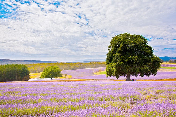 What to do in Port Arthur - Visit the Lavender farm