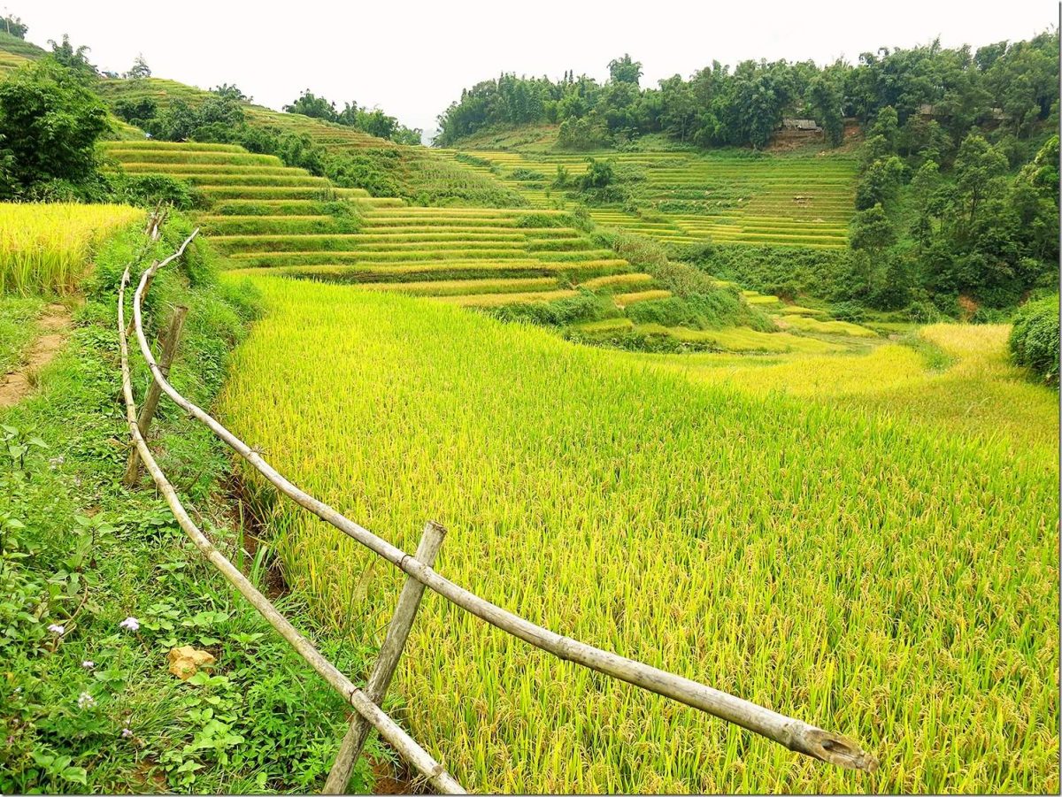 Sapa Vietnam Wanderlust Storytellers