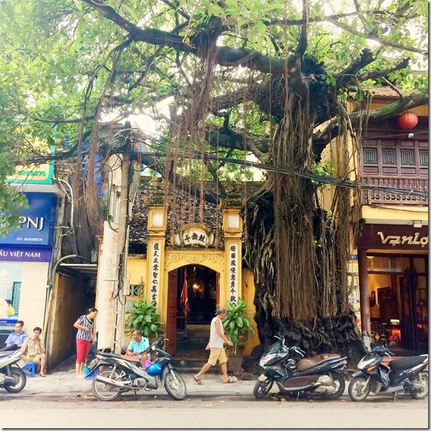 Thing-to-do-in-Hanoi-Bayon-Tree