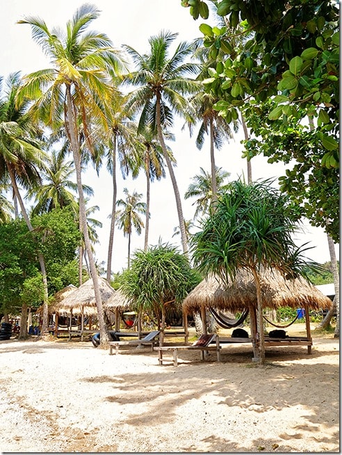 Koh Tonsay (Rabbit Island) Palm Trees