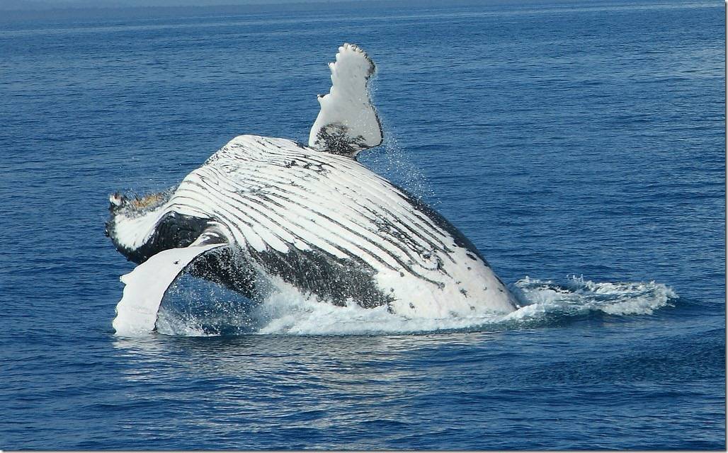 What to do in Hervey Bay - Whale Watching