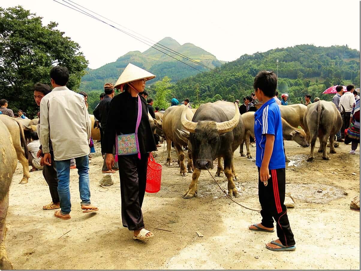 Buffalo at Bac Ha market in Sapa, Vietnam 