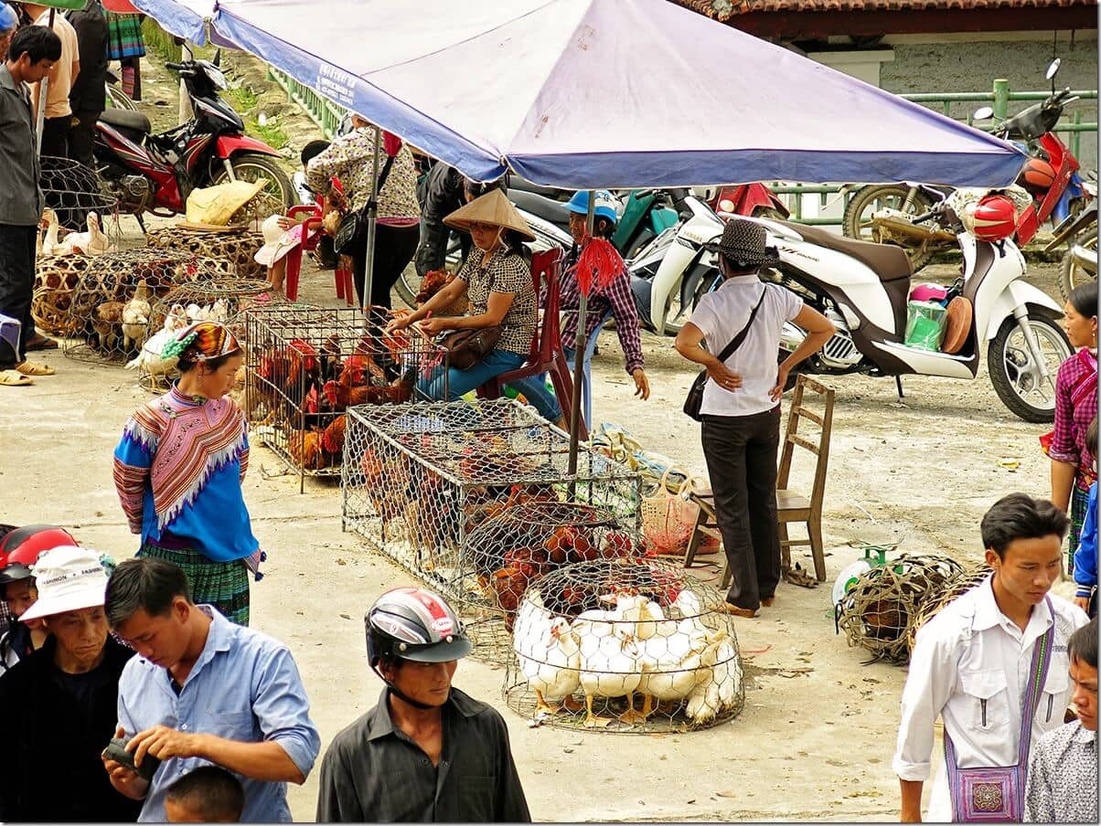 Poultry for sale at Bac Ha market, Vietnam 