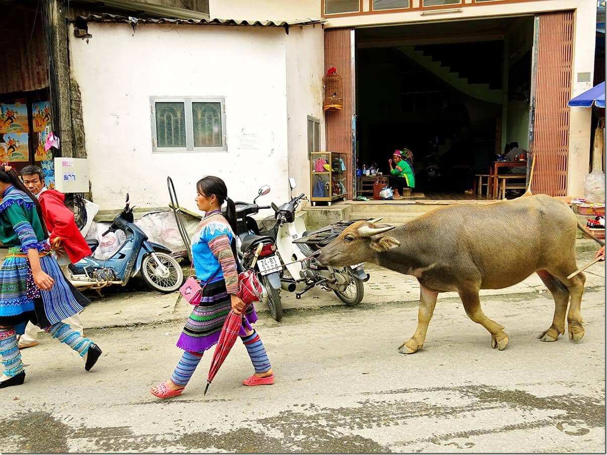 Taking a buffalo to Bac Ha Markets Vietnam