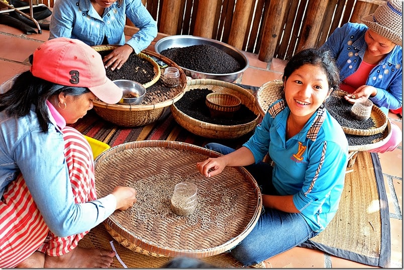 kampot pepper plantation 