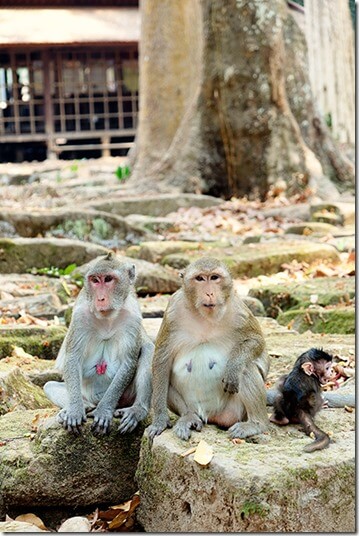 Monkeys-at-Angkor-Wat
