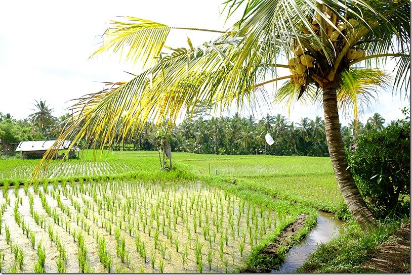 Best rice fields in Bali