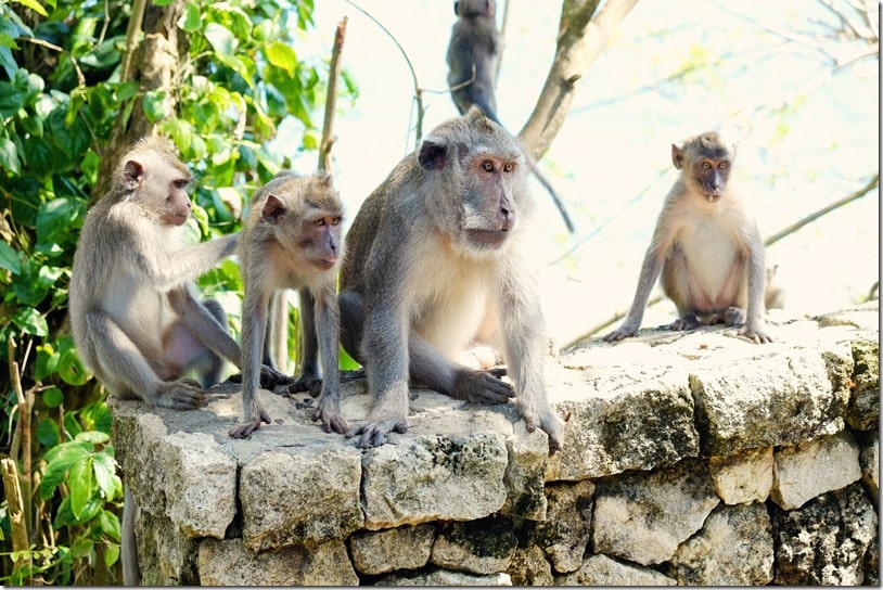 Greenbowl Beach Southern Bali Monkeys