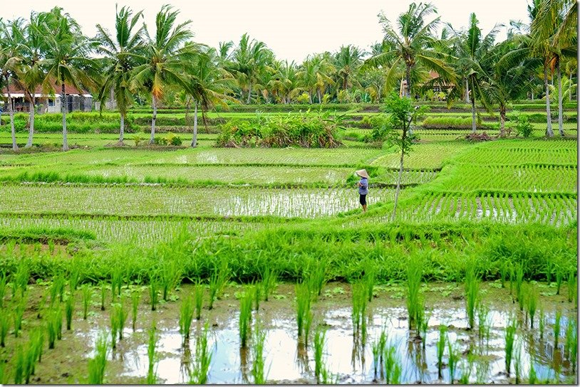 Ubud Rice Paddy Walk