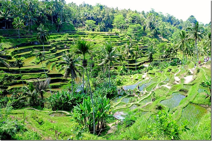 Tegallalang | The Famous Ubud Rice Terrace