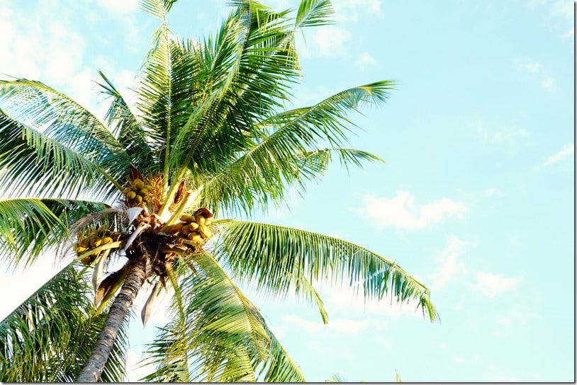 Palm-trees-gili-island