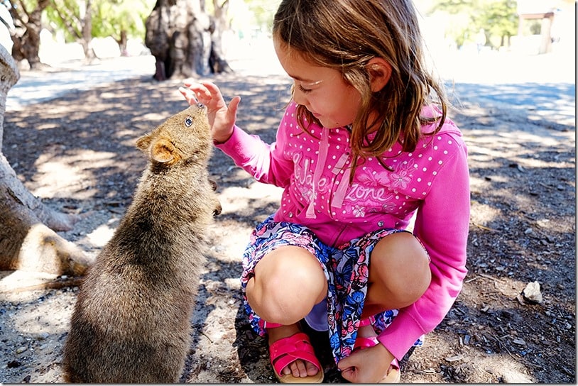 Rottnest Island Quokkas