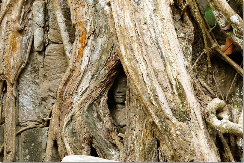 ta prohm angkor cambodia