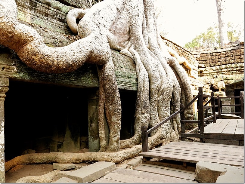 ta prohm temple angkor cambodia