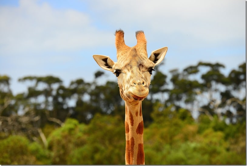 Family Fun Activities in Melbourne | Visit Werribee Open Range Zoo