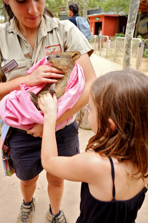 Girl patting a Koala in the zoo, Ausrtalia