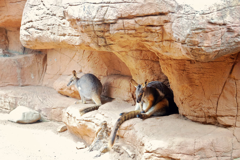 Wild Life Sydney Zoo