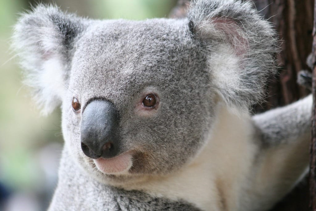 Kids Activities Brisbane | Visit Lone Pine Koala Sanctuary