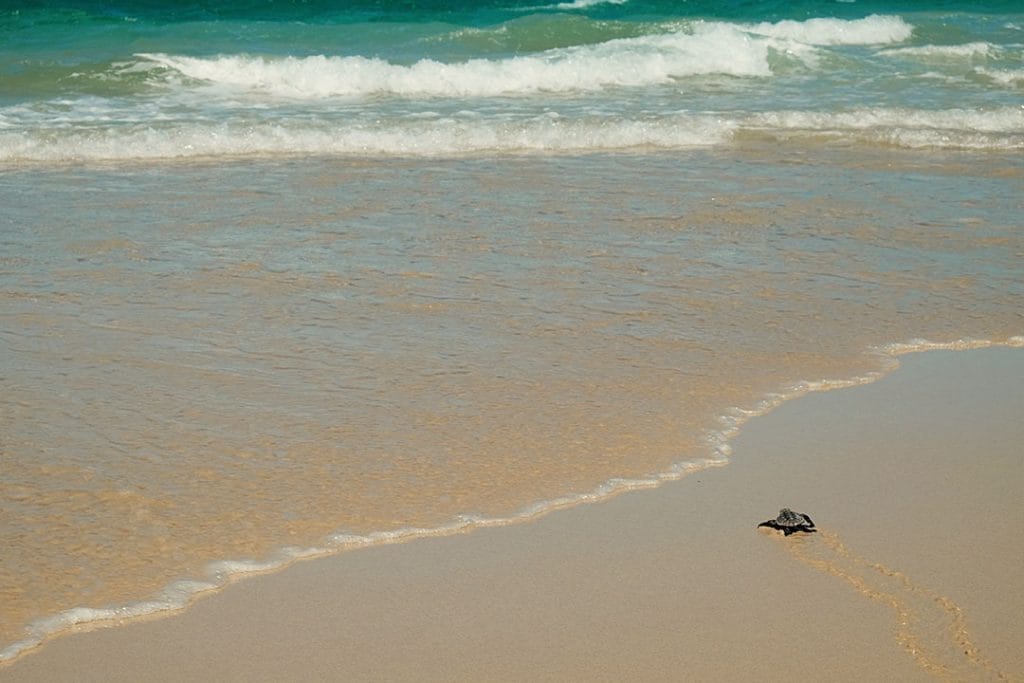 Baby Turtle on Moreton Island