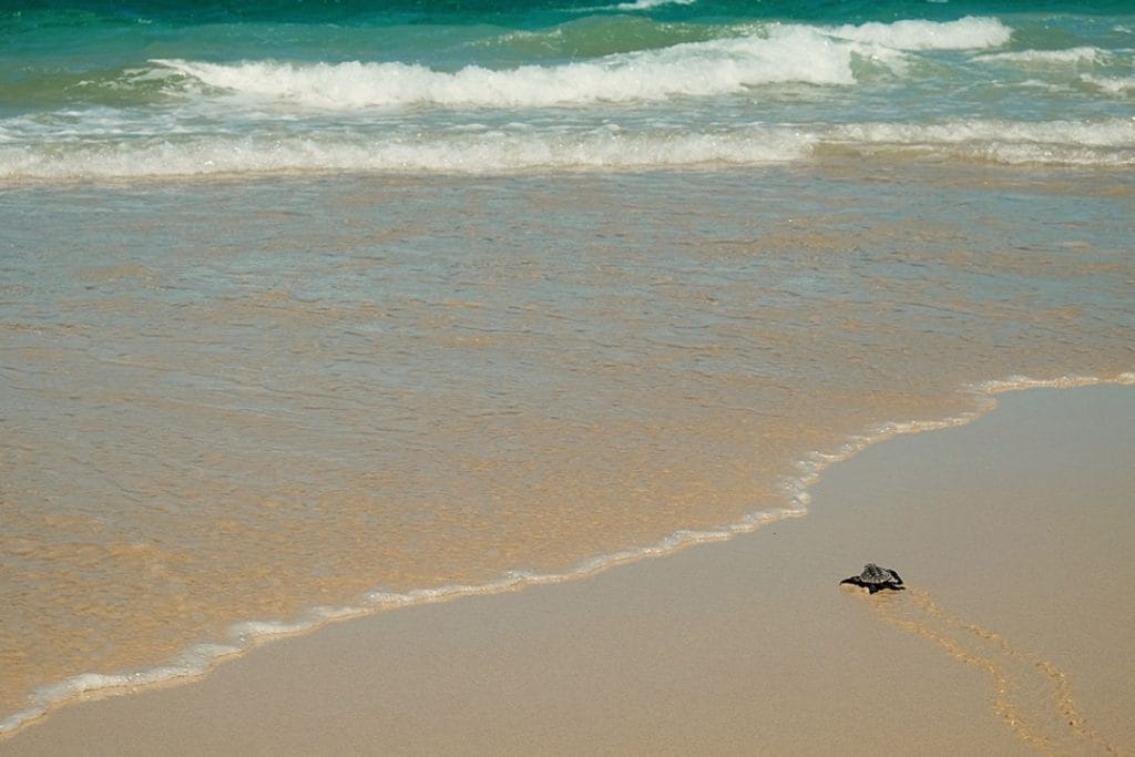 Baby Turtle on Moreton Island