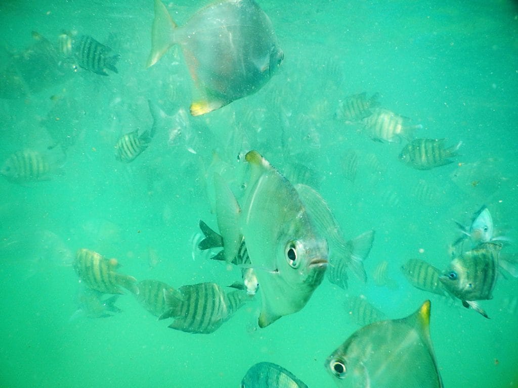 Tangalooma Snorkeling amongst the Moreton Island Shipwrecks