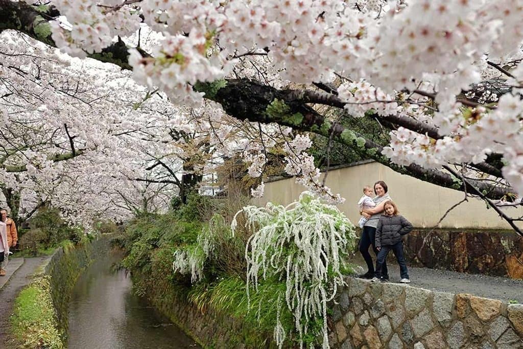 cherry blossom season in japan