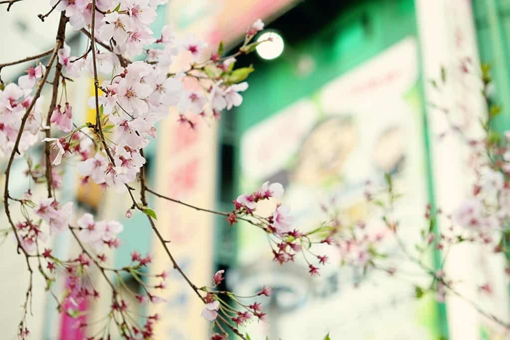 sakura shinjuku, Cherry Blossom tree in Tokyo, Japan, close up photo of the tree