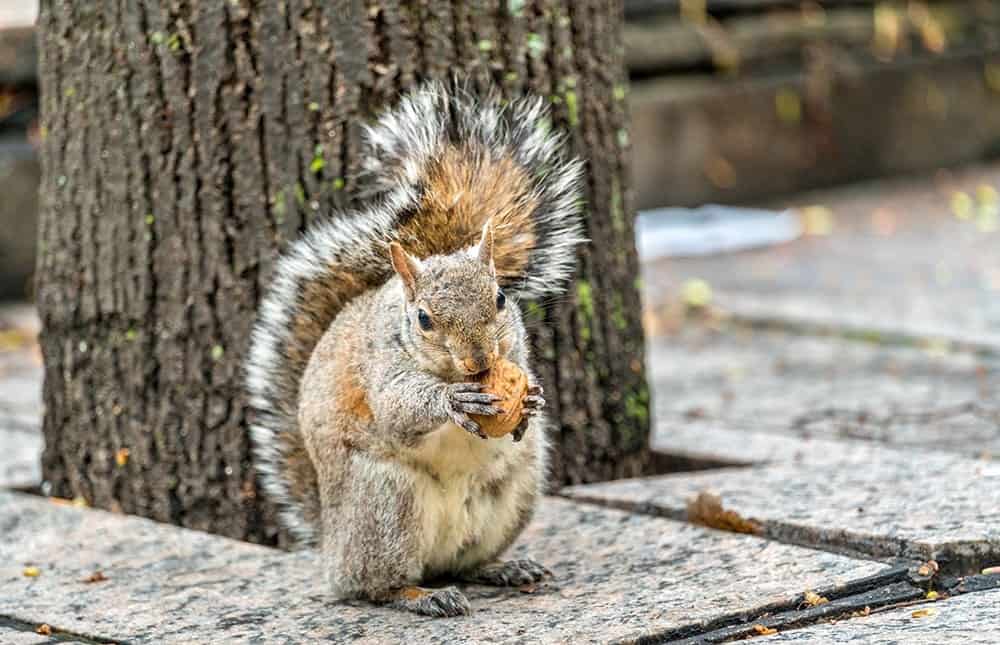 Eastern gray squirrel eats a walnut on Trinity Square in Toronto, Canada
