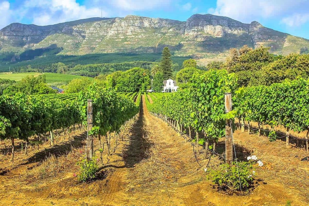 Child Friendly Wine farms to Visit in the Cape Winelands