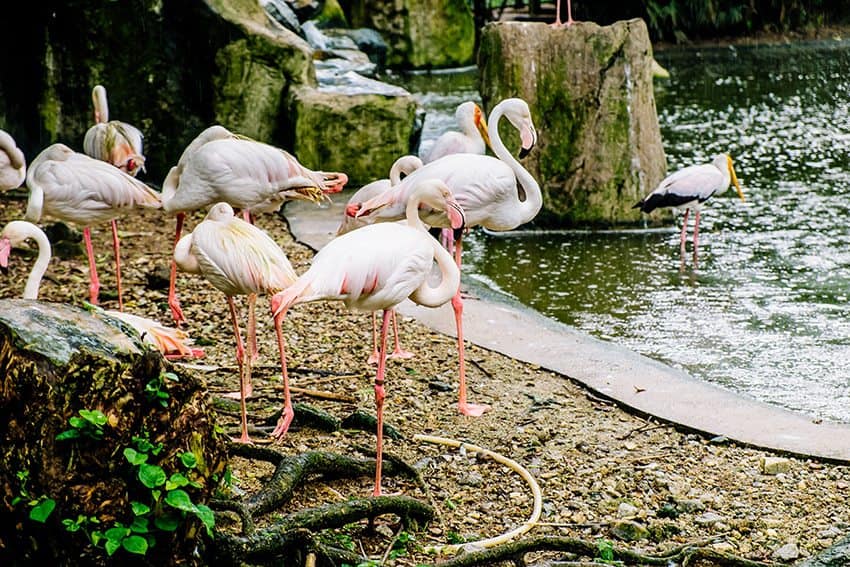 Kuala Lumpur Bird Park for Kids