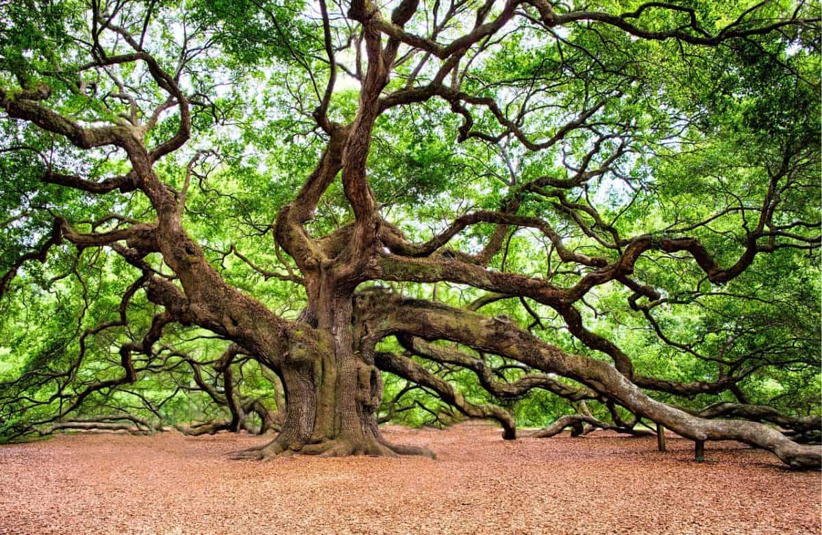 White Point Gardens Charleston SC