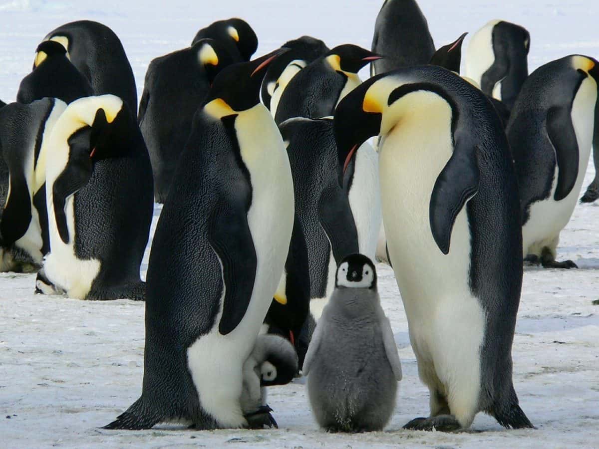 penguins-429128_1280