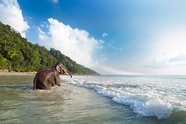 Bathing elephant on the tropical beach background.