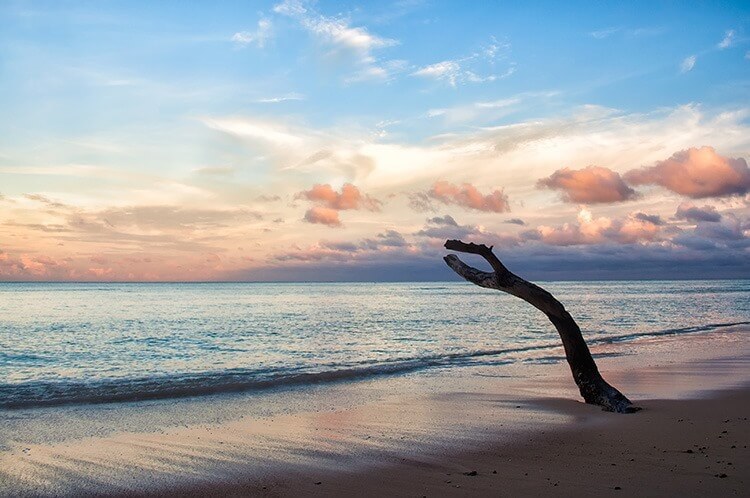 Trunk in the beach in Havelock Island, India