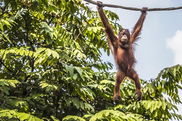 Orangutan in the jungle of Borneo Indonesia.
