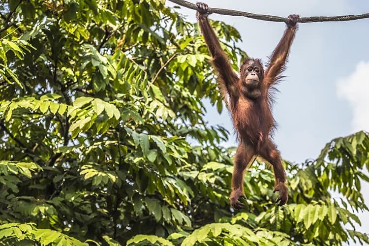 borneo