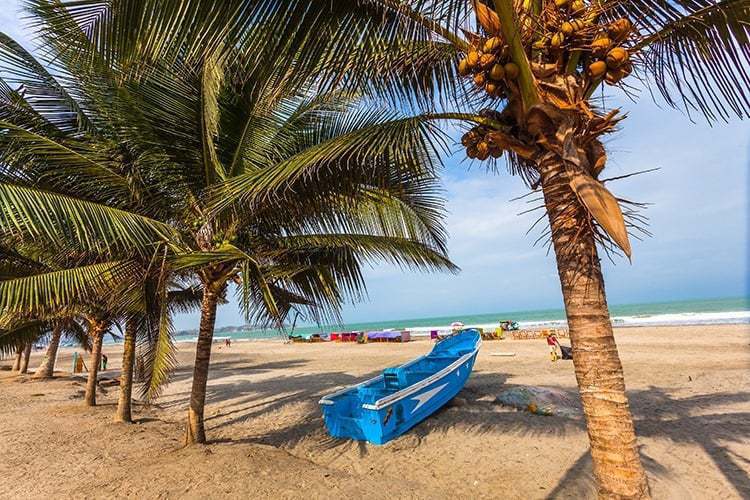 Coconut palms