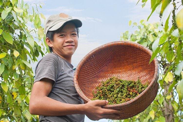 Boy, collecting pepper 2