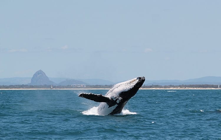 Whale breaching in front of Glasshouse Mtns 1 - photo by Katie Jackson