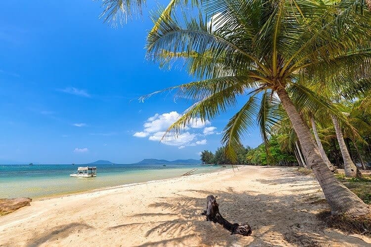 Coconut tree on the sea Phu Quoc, Vietnam