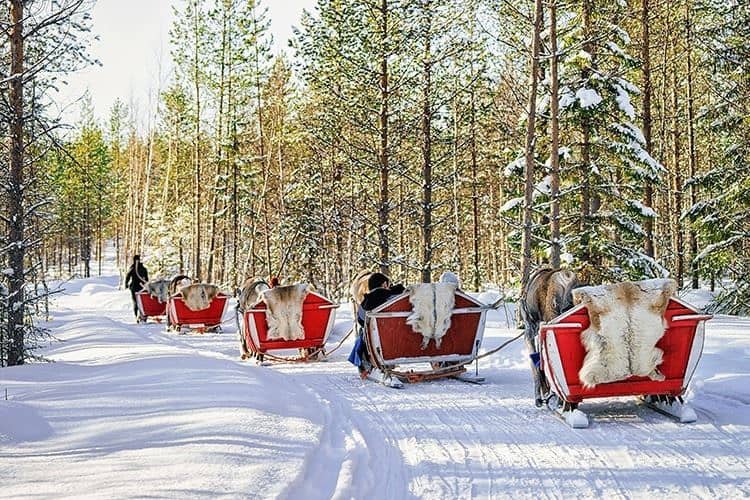 Reindeer caravan safari with people forest Lapland Northern Finland