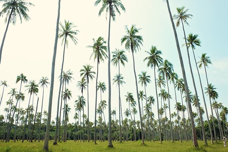 Aore Island Vanuatu