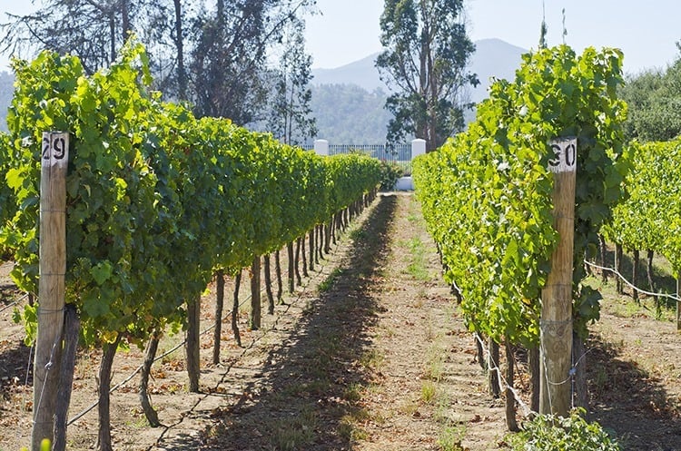 Vineyard in Casablanca Valley Chile
