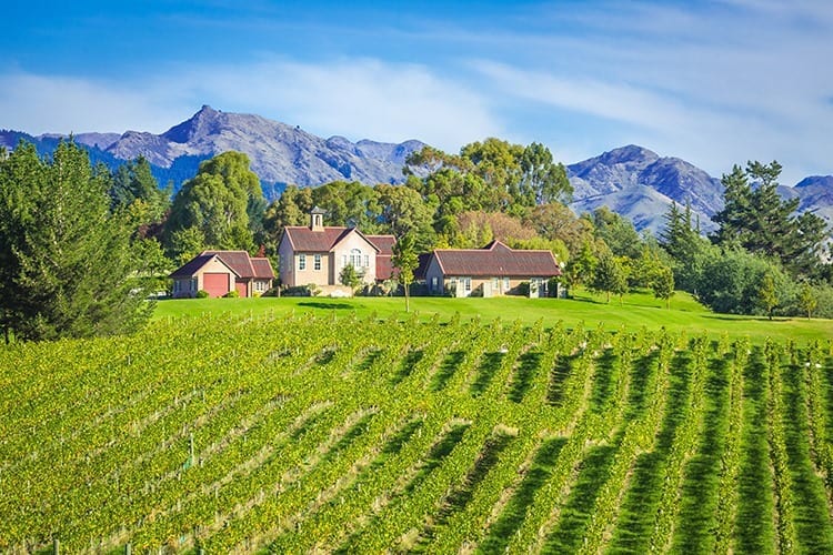 Small Vineyard Marlborough region, New Zealand
