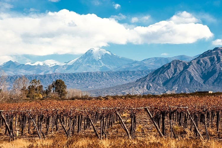 Volcano Aconcagua and Vineyard, Argentine province of Mendoza